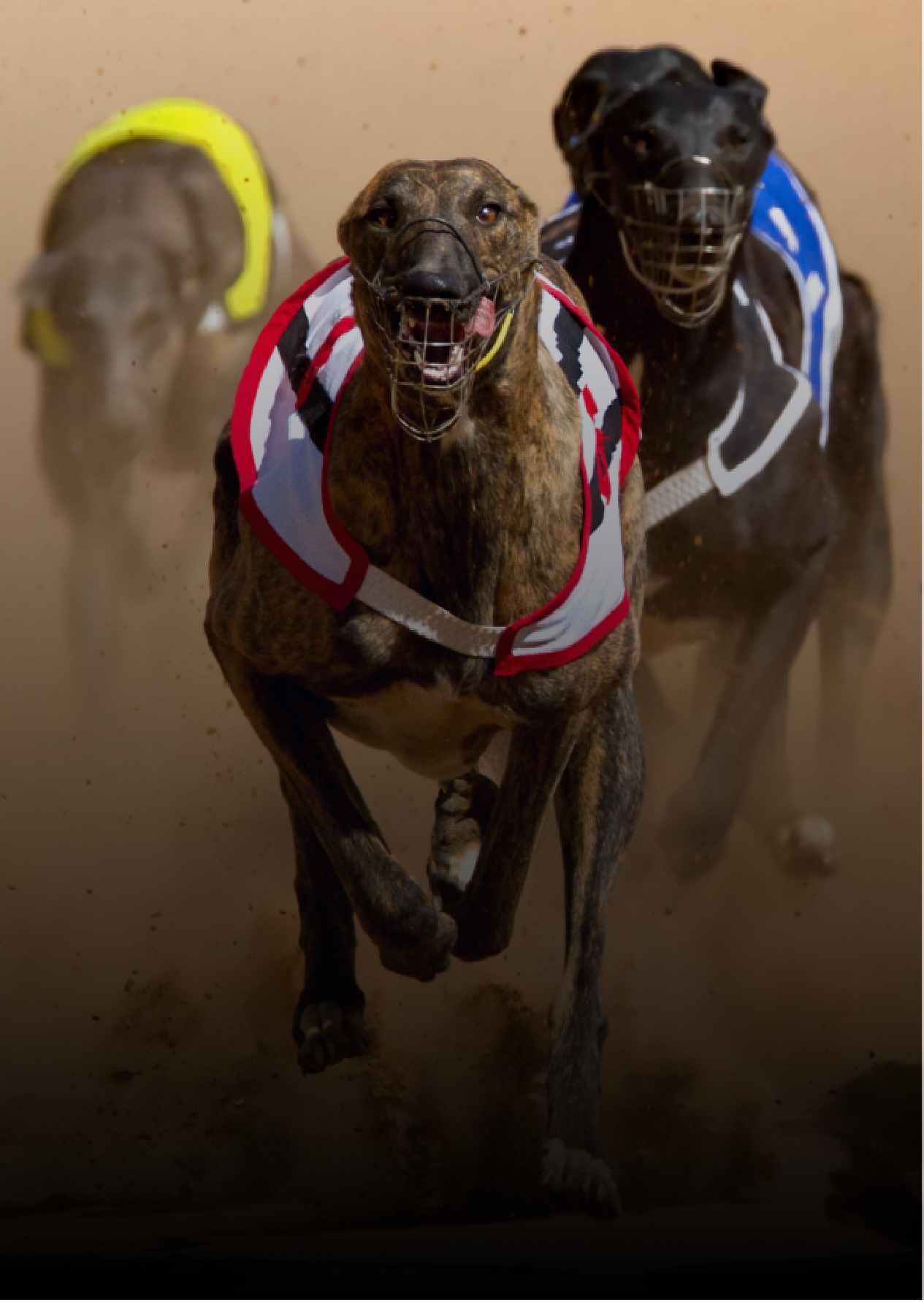 Greyhounds racing